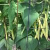 Saint Sacrament Bush Bean Heirloom Seeds Grown in Sudbury, Ontario, Canada. Grown Organically. Heritage Hobby Seed Ark.