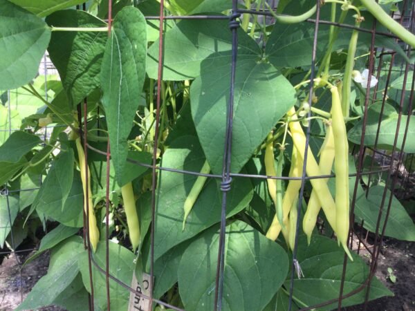 Saint Sacrament Bush Bean Heirloom Seeds Grown in Sudbury, Ontario, Canada. Grown Organically. Heritage Hobby Seed Ark.