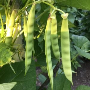 Petit Carre de Caen Pole Bean Heirloom Seed Grown in Sudbury, Ontario, Canada. Grown Organically. Heritage Hobby Seed Ark.