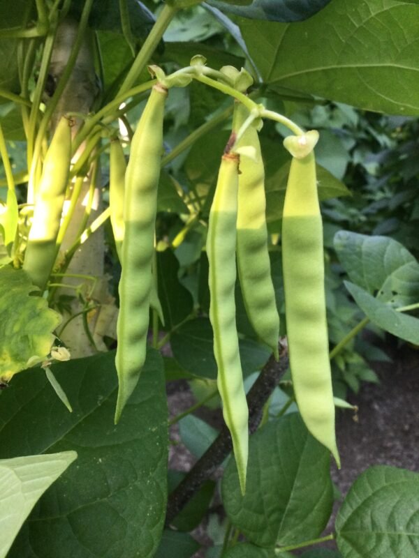 Petit Carre de Caen Pole Bean Heirloom Seed Grown in Sudbury, Ontario, Canada. Grown Organically. Heritage Hobby Seed Ark.