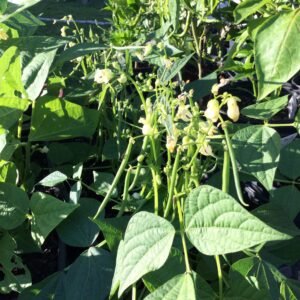 Mascotte Bush Bean Heirloom Seeds. Grown in Sudbury, Ontario, Canada. Organically Grown. Heritage Hobby Seed Ark.