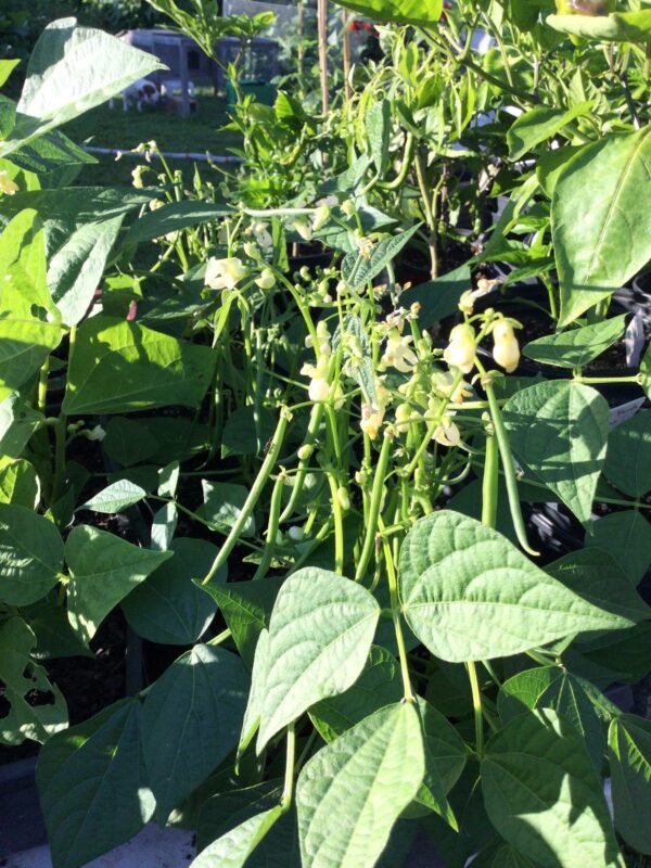 Mascotte Bush Bean Heirloom Seeds. Grown in Sudbury, Ontario, Canada. Organically Grown. Heritage Hobby Seed Ark.