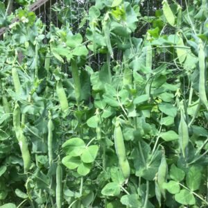 British Wonder Pea Heirloom Seeds Grown in Sudbury, Ontario, Canada. Grown Organically. Heritage Hobby Seed Ark.