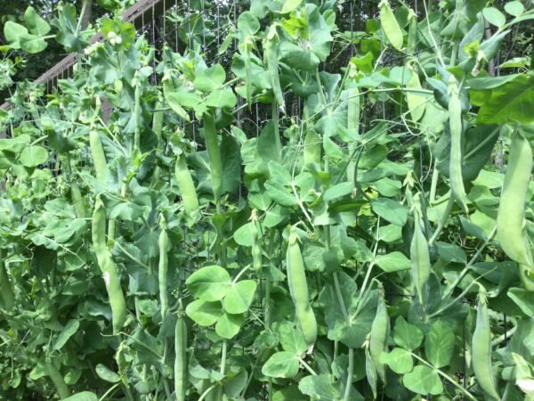 British Wonder Pea Heirloom Seeds Grown in Sudbury, Ontario, Canada. Grown Organically. Heritage Hobby Seed Ark.