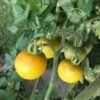 Mirabelle Blanche Tomato Heirloom Seeds Grown in Sudbury, Ontario, Canada. Grown Organically. Heritage Hobby Seed Ark.