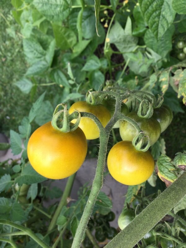 Mirabelle Blanche Tomato Heirloom Seeds Grown in Sudbury, Ontario, Canada. Grown Organically. Heritage Hobby Seed Ark.