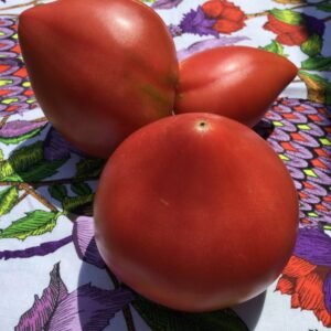 Grightmire's Pride Tomato Rare and Heirloom Seeds Grown in Sudbury, Ontario, Canada. Grown Organically. Heritage Hobby Seed Ark.