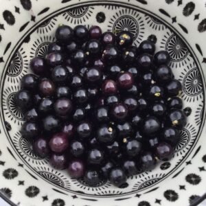 Wonderberry Fruit Heirloom Seeds Grown in Sudbury, Ontario, Canada. Grown Organically. Heritage Hobby Seed Ark.