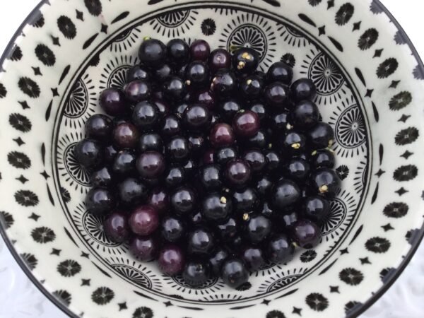 Wonderberry Fruit Heirloom Seeds Grown in Sudbury, Ontario, Canada. Grown Organically. Heritage Hobby Seed Ark.