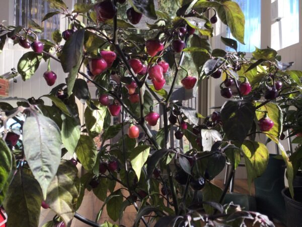 Cheiro Roxa Pepper Heirloom Seeds Grown in Sudbury, Ontario, Canada. Grown Organically. Heritage Hobby Seed Ark.