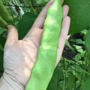 Youdou #1 Pole Bean Heirloom Seeds Grown in Sudbury, Ontario, Canada. Grown Organically. Heritage Hobby Seed Ark.