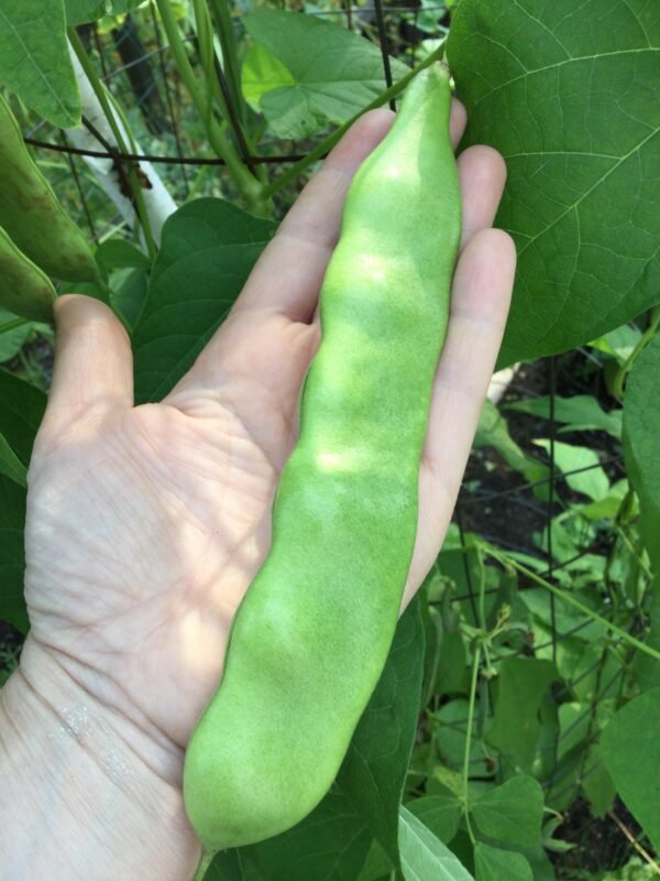 Youdou #1 Pole Bean Heirloom Seeds Grown in Sudbury, Ontario, Canada. Grown Organically. Heritage Hobby Seed Ark.