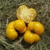 Big Yelow Zebra Tomato Rare Heirloom Seeds Grown in Sudbury, Ontario, Canada. Grown Organically. Heritage Hobby Seed Ark.