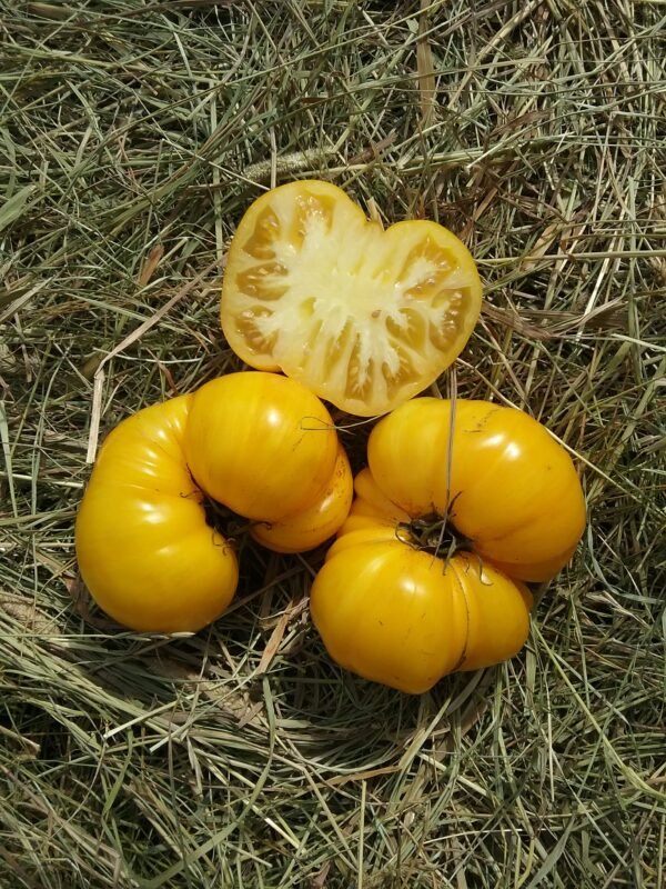 Big Yelow Zebra Tomato Rare Heirloom Seeds Grown in Sudbury, Ontario, Canada. Grown Organically. Heritage Hobby Seed Ark.