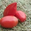 Jersey Devil Tomato Heirloom Seeds Grown in Sudbury, Ontario, Canada. Grown Organically. Heritage Hobby Seed Ark.