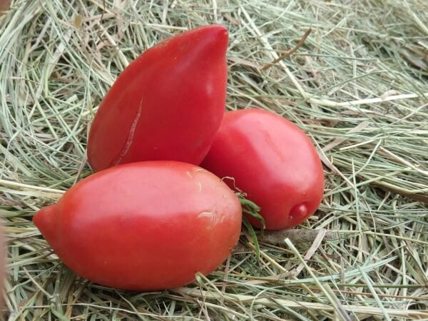 Jersey Devil Tomato Heirloom Seeds Grown in Sudbury, Ontario, Canada. Grown Organically. Heritage Hobby Seed Ark.