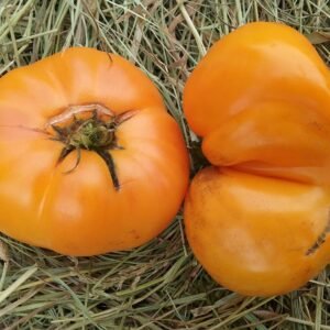 Grand Belgium Tomato Heirloom Seeds Grown in Sudbury, Ontario, Canada. Grown Organically. Heritage Hobby Seed Ark.