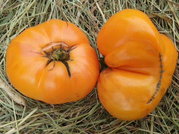 Grand Belgium Tomato Heirloom Seeds Grown in Sudbury, Ontario, Canada. Grown Organically. Heritage Hobby Seed Ark.