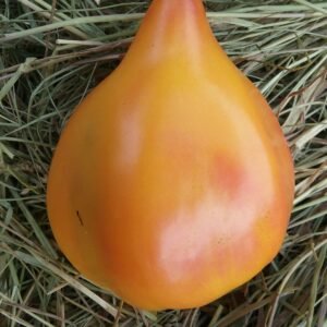 Orange Russian #117 Tomato Heirloom Seeds Grown in Sudbury, Ontario, Canada. Grown Organically. Heritage Hobby Seed Ark.