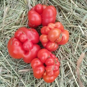 Reisotomate Tomato Rare and Heirloom Seeds Grown in Sudbury, Ontario, Canada. Grown Organically. Heritage Hobby Seed Ark.