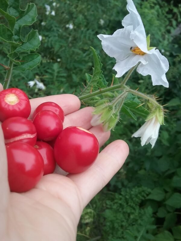 Morelle de Blabis Fruit Heirloom Seeds Grown in Sudbury, Ontario, Canada. Grown Organically. Heritage Hobby Seed Ark.