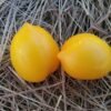 Plum Lemon Tomato Heirloom Seeds Grown in Sudbury, Ontario, Canada. Grown Organically. Heritage Hobby Seed Ark.