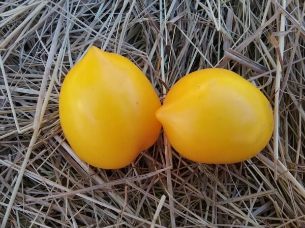 Plum Lemon Tomato Heirloom Seeds Grown in Sudbury, Ontario, Canada. Grown Organically. Heritage Hobby Seed Ark.