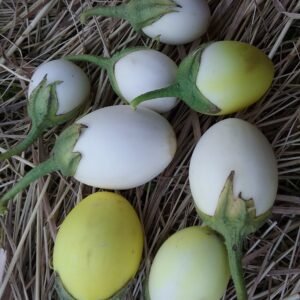 Golden Egg Eggplant Heirloom Seeds Grown in Sudbury, Ontario, Canada. Grown Organically. Heritage Hobby Seed Ark.