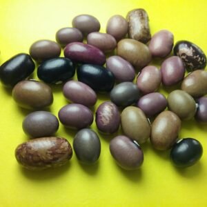 Ugandan Bantu Semi-Runner Bean Heirloom Seeds Grown in Sudbury, Ontario, Canada. Grown Organically. Heritage Hobby Seed Ark.