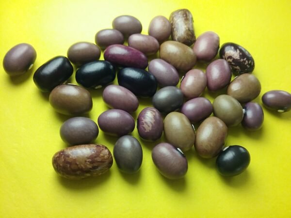 Ugandan Bantu Semi-Runner Bean Heirloom Seeds Grown in Sudbury, Ontario, Canada. Grown Organically. Heritage Hobby Seed Ark.