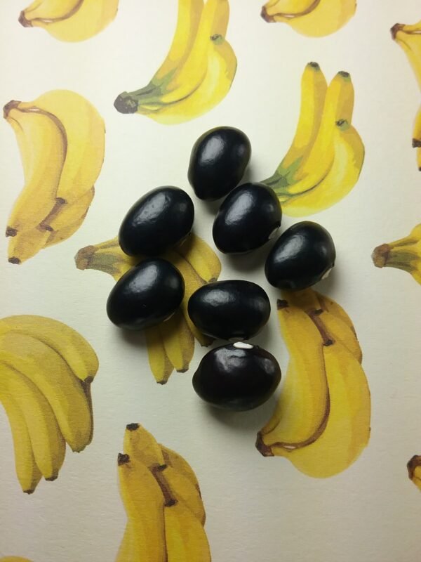 Black Coco Bean Heirloom Seeds Grown in Sudbury, Ontario, Canada. Grown Organically. Heritage Hobby Seed Ark.