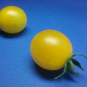 Blondkopfchen Tomato Heirloom Seeds Grown in Sudbury, Ontario, Canada. Grown Organically. Heritage Hobby Seed Ark.