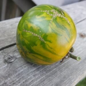 Green Zebra Tomato Heirloom Seeds Grown in Sudbury, Ontario, Canada. Grown Organically. Heritage Hobby Seed Ark.