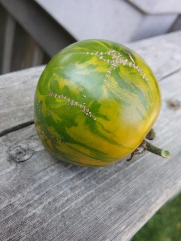 Green Zebra Tomato Heirloom Seeds Grown in Sudbury, Ontario, Canada. Grown Organically. Heritage Hobby Seed Ark.