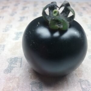 Helsing Junction Blues Tomato Heirloom Seeds Grown in Sudbury, Ontario, Canada. Grown Organically. Heritage Hobby Seed Ark.