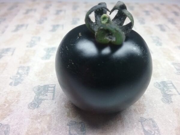 Helsing Junction Blues Tomato Heirloom Seeds Grown in Sudbury, Ontario, Canada. Grown Organically. Heritage Hobby Seed Ark.