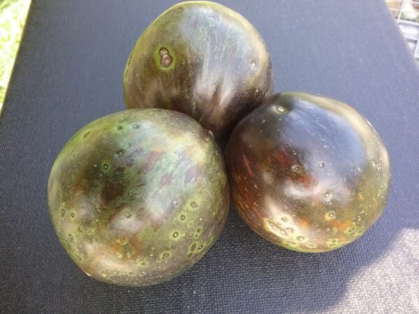 Dark Galaxy Tomato Heirloom Seeds Grown in Sudbury, Ontario, Canada. Grown Organically. Heritage Hobby Seed Ark.