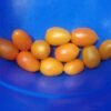 Justyna Tomato Heirloom Seeds Grown in Sudbury, Ontario, Canada. Grown Organically. Heritage Hobby Seed Ark.