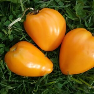 Golden Oxheart Tomato Heirloom Seeds Grown in Sudbury, Ontario, Canada. Grown Organically. Heritage Hobby Seed Ark.