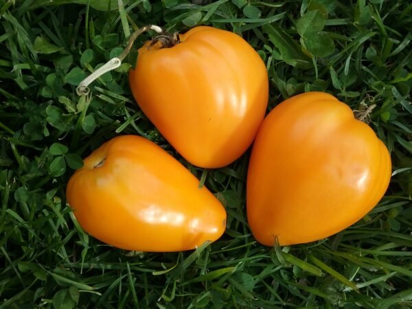 Golden Oxheart Tomato Heirloom Seeds Grown in Sudbury, Ontario, Canada. Grown Organically. Heritage Hobby Seed Ark.