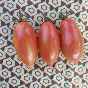 Pink Tiger Tomato Heirloom Seeds Grown in Sudbury, Ontario, Canada. Grown Organically. Heritage Hobby Seed Ark.