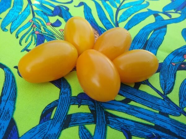 Galapagos Wild Tomato Heirloom Seeds Grown in Sudbury, Ontario, Canada. Grown Organically. Heritage Hobby Seed Ark.