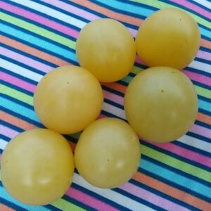 Snow White Tomato Heirloom Seeds Grown in Sudbury, Ontario, Canada. Grown Organically. Heritage Hobby Seed Ark.