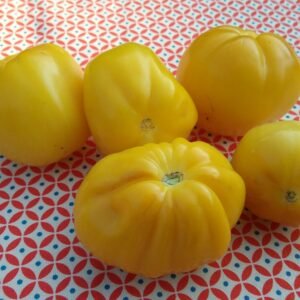 Blass Tomato Rare and Heirloom Seeds Grown in Sudbury, Ontario, Canada. Grown Organically. Heritage Hobby Seed Ark.