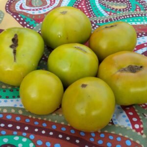 Lime Green Salad Tomato Heirloom Seeds Grown in Sudbury, Ontario, Canada. Grown Organically. Heritage Hobby Seed Ark.