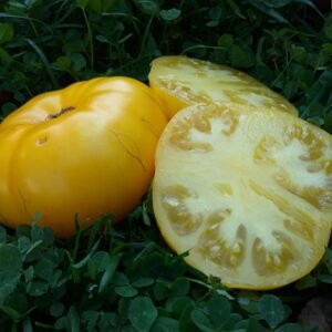 Dwarf Golden Gypsy Heirloom Seeds Grown in Sudbury, Ontario, Canada. Grown Organically. Heritage Hobby Seed Ark.