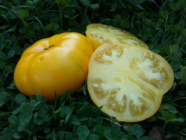 Dwarf Golden Gypsy Heirloom Seeds Grown in Sudbury, Ontario, Canada. Grown Organically. Heritage Hobby Seed Ark.