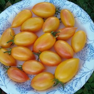 Blush Tiger Tomato Heirloom Seeds Grown in Sudbury, Ontario, Canada. Grown Organically. Heritage Hobby Seed Ark.