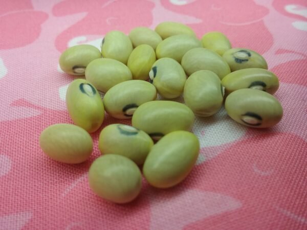 Hutterite Soup Bush Bean Heirloom Seeds. Grown in Sudbury, Ontario, Canada. Organically Grown. Heritage Hobby Seed Ark.