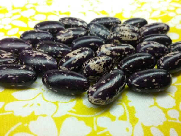 Kabarika Bush Bean Heirloom Seeds. Grown in Sudbury, Ontario, Canada. Organically Grown. Heritage Hobby Seed Ark.